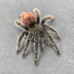 Thrixopelma ockerti  (Mature Female)