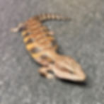 Thumbnail: Northern Blue Tongue Skink (ID:26AQ5)