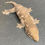 Thumbnail: Nuu Ana Leachianus Gecko (Female ID: 23IZ2F)