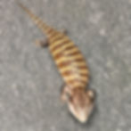 Thumbnail: Irian Jayan Blue Tongue Skink (ID:26BL6)