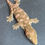 Thumbnail: High Pink Nuu Ana Leachianus Gecko (ID: 24EL2F)