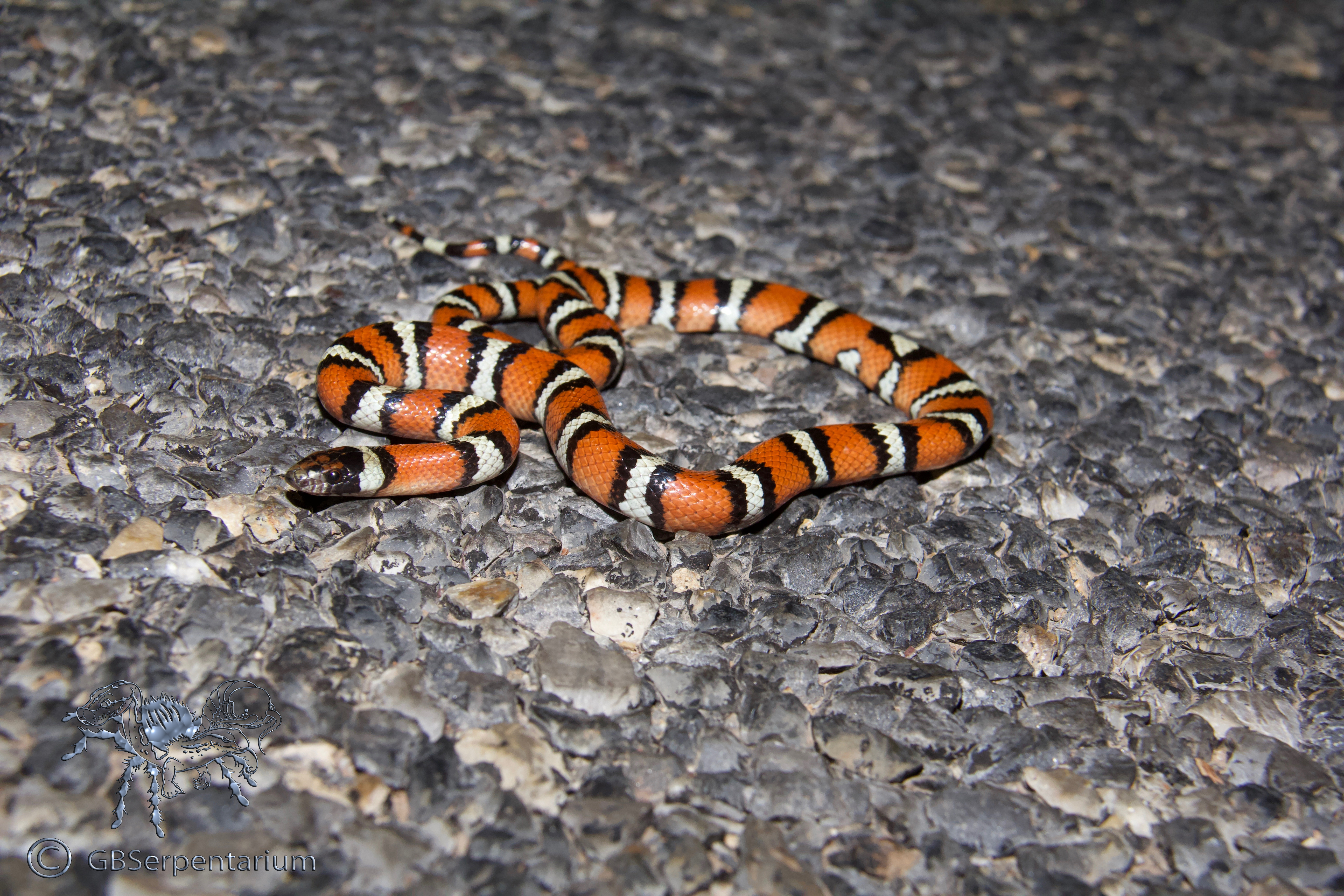 Lampropeltis gentilis taylori