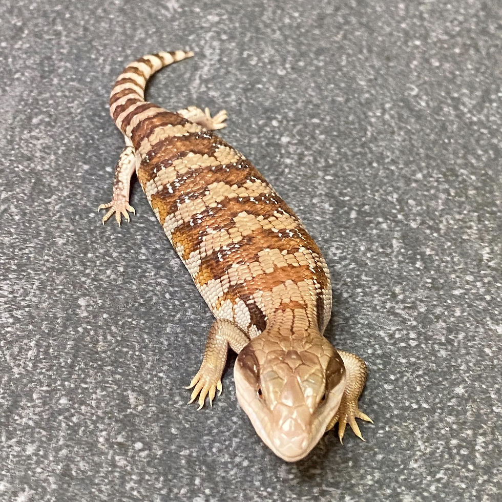 Thumbnail: Eastern Blue Tongue Skink (ID:26B7)