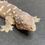 Thumbnail: Moro Leachianus Gecko (Female ID: 23JF2F)