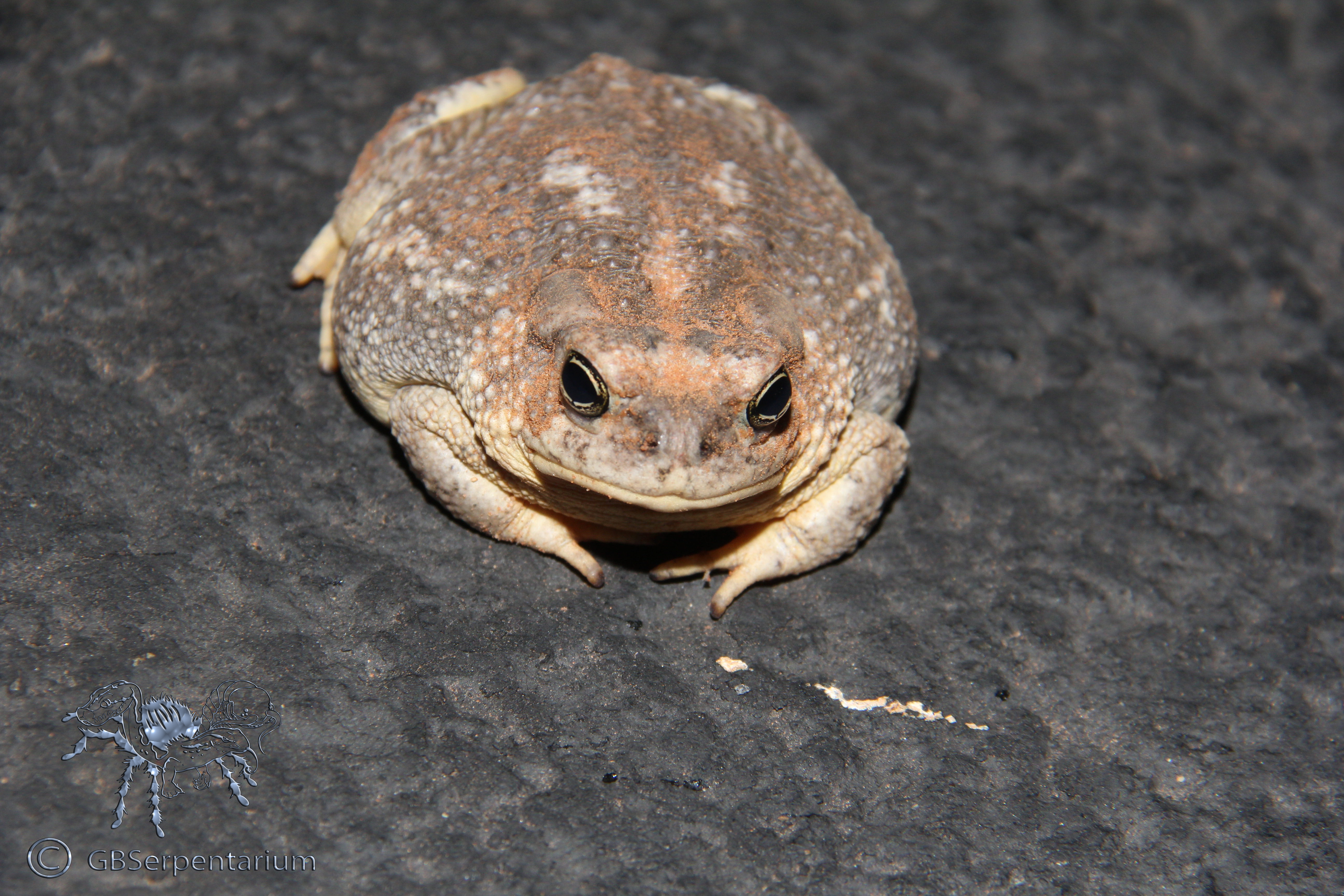 Anaxyrus microscaphus