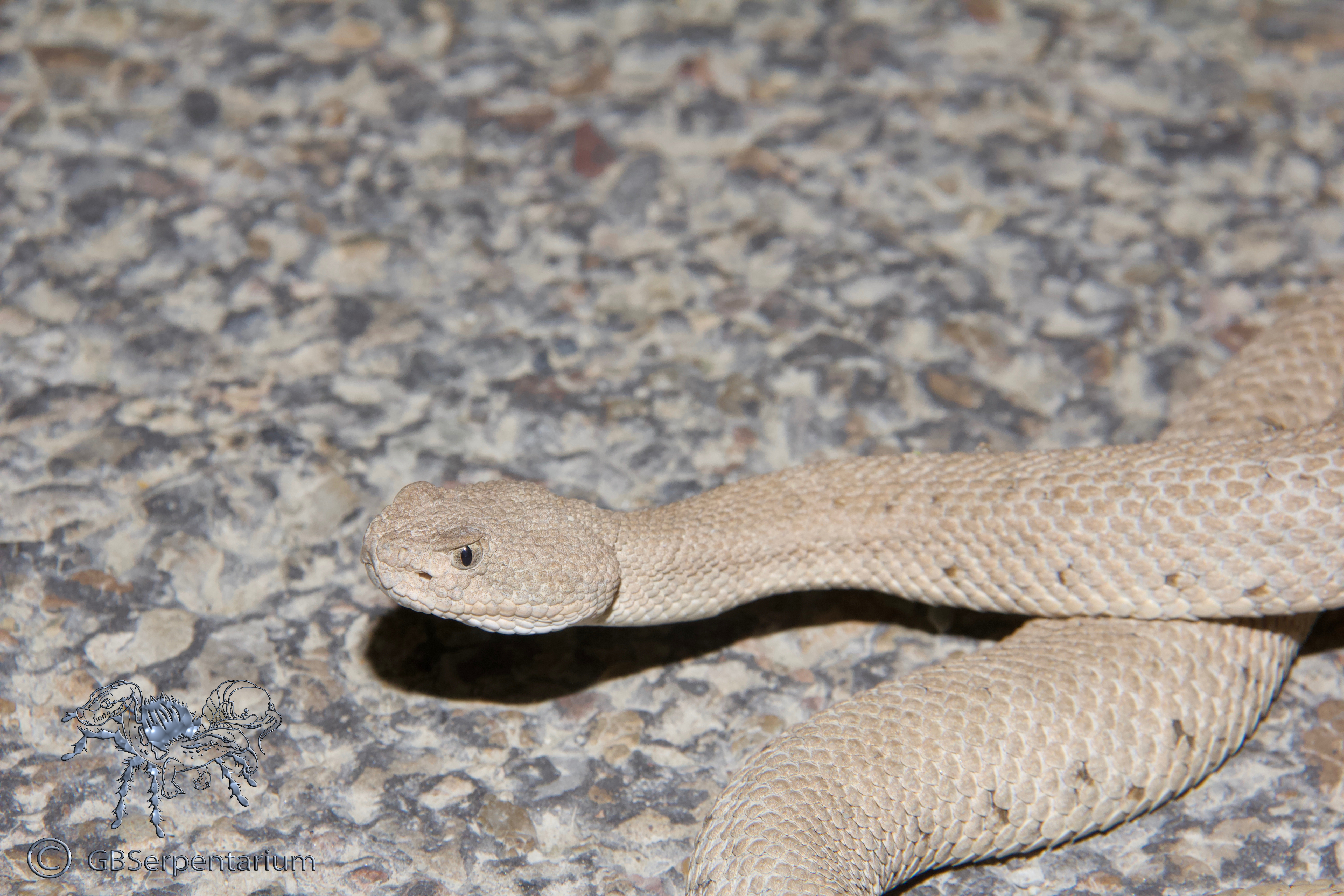 Crotalus oreganus concolor