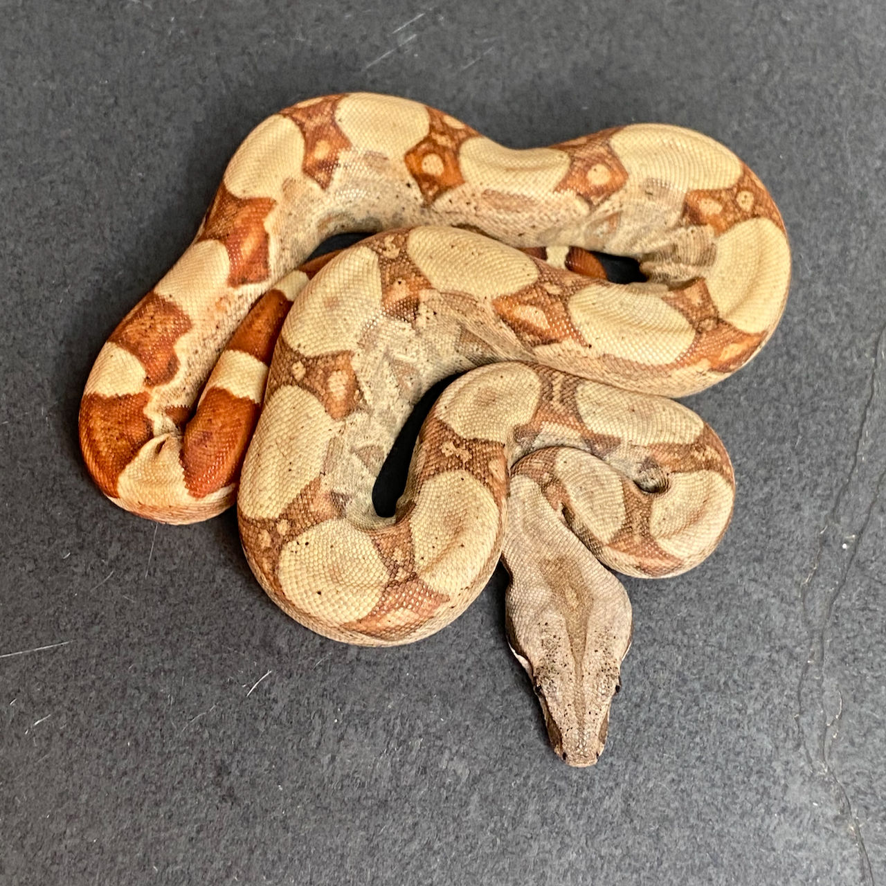Hypo Jungle? Keywest? Poss. Het. Albino Boa (Female - ID: 25FK7F)
