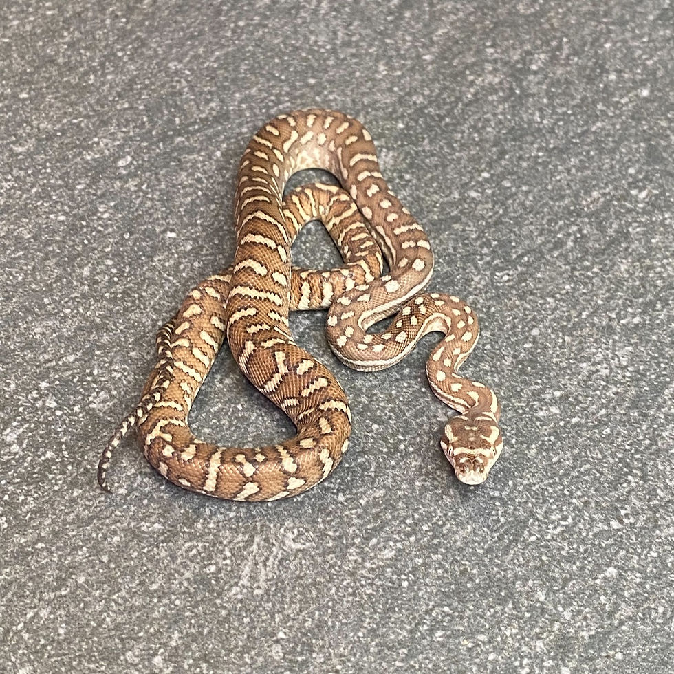 Thumbnail: Bredl's Python (Male - ID: 25EO6M)