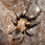 Thumbnail: Ephebopus murinus