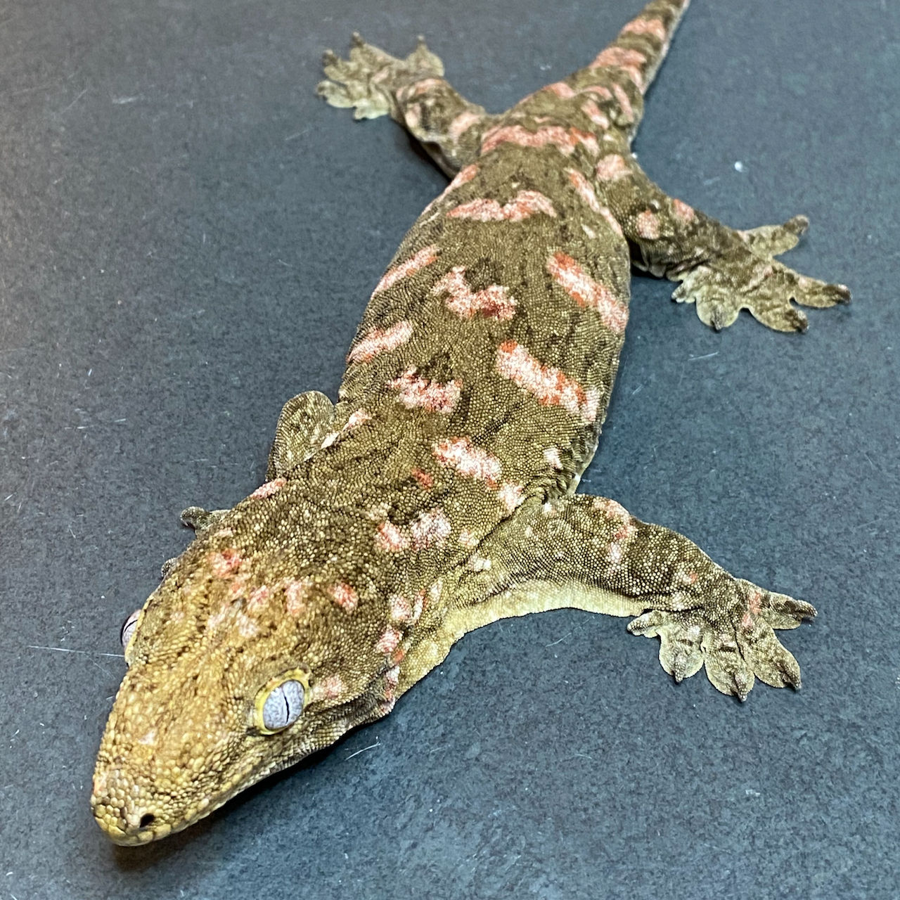 Nuu Ana Leachianus Gecko (Female ID: 23JC1F)