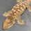 Thumbnail: Moro Leachianus Gecko (Female ID: 23HN1F)