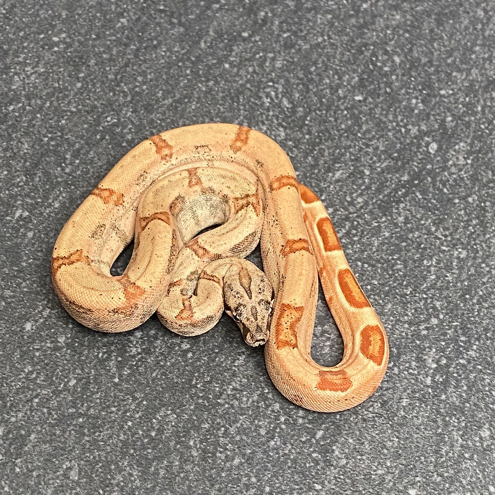 Thumbnail: Hypo Arabesque Poss. Het. Albino Poss. Het. Anery Boa (Male - ID: 26AZ2M)