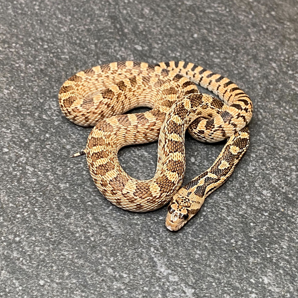 Thumbnail: Captive Bred Great Basin Gopher Snake (P. c. deserticola - Female ID: 25DG6F)