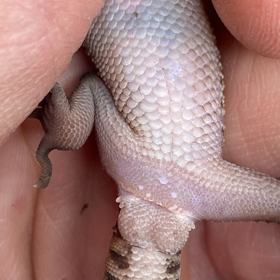 Thumbnail: Bawangling Cave Gecko (Male - ID: 24HJ1M)