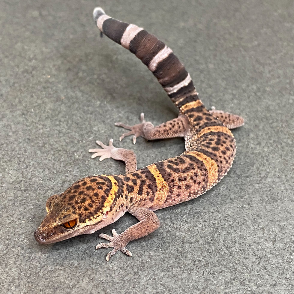 Thumbnail: Bawangling Cave Gecko (Female - ID: 24HQ1F