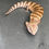 Thumbnail: Irian Jaya Blue Tongue Skink (ID: 25BF2)