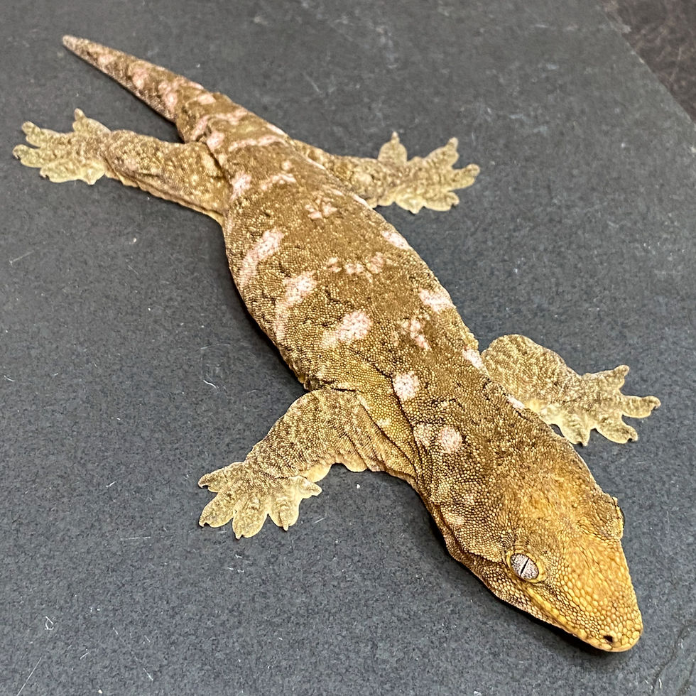 Thumbnail: Moro Leachianus Gecko (Female ID: 23F1F)