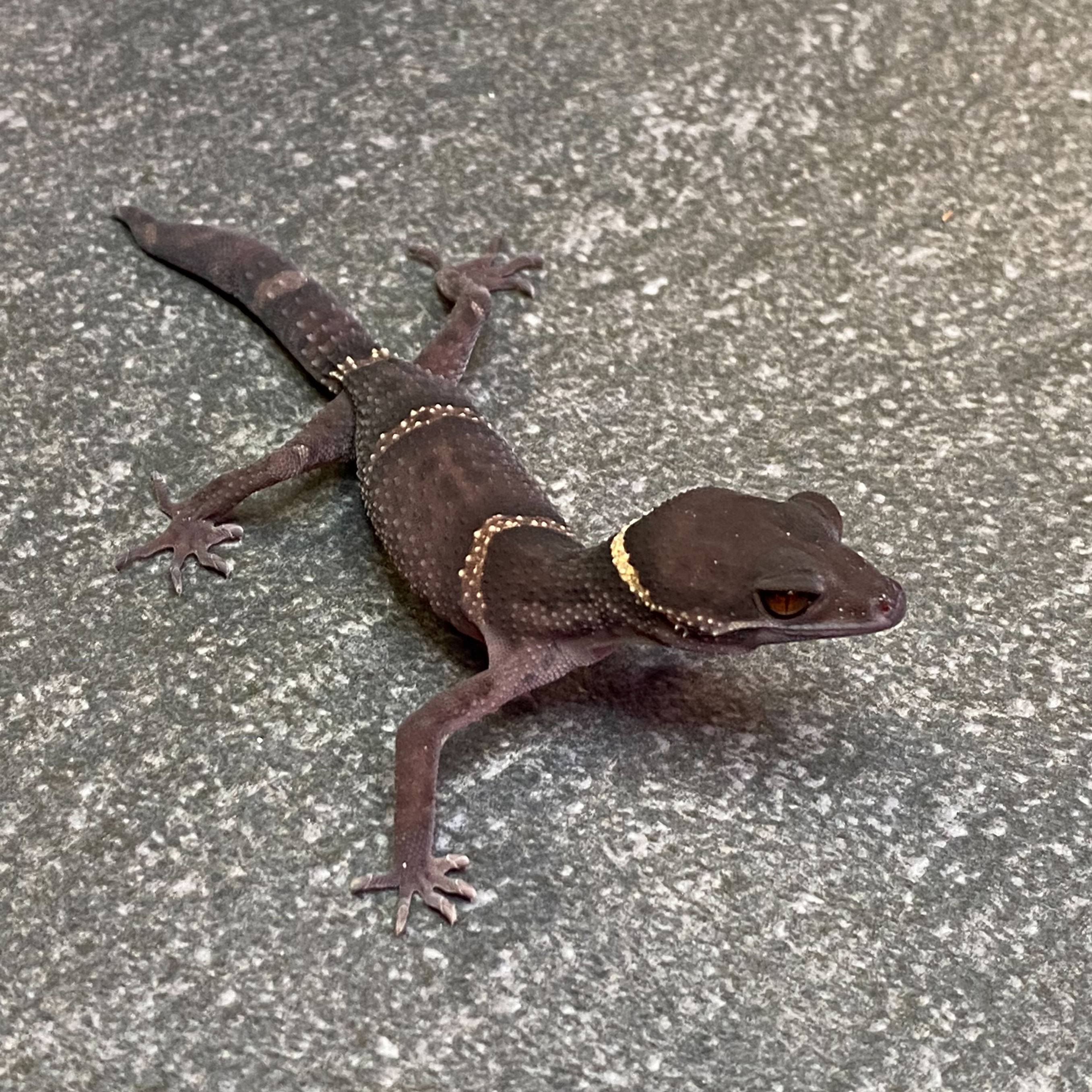 Lichtenfelder's Cave Gecko (Female ID: 24JJ2F)* - Regrown Tail