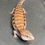 Thumbnail: Northern Blue Tongue Skink (ID: 25AM9)