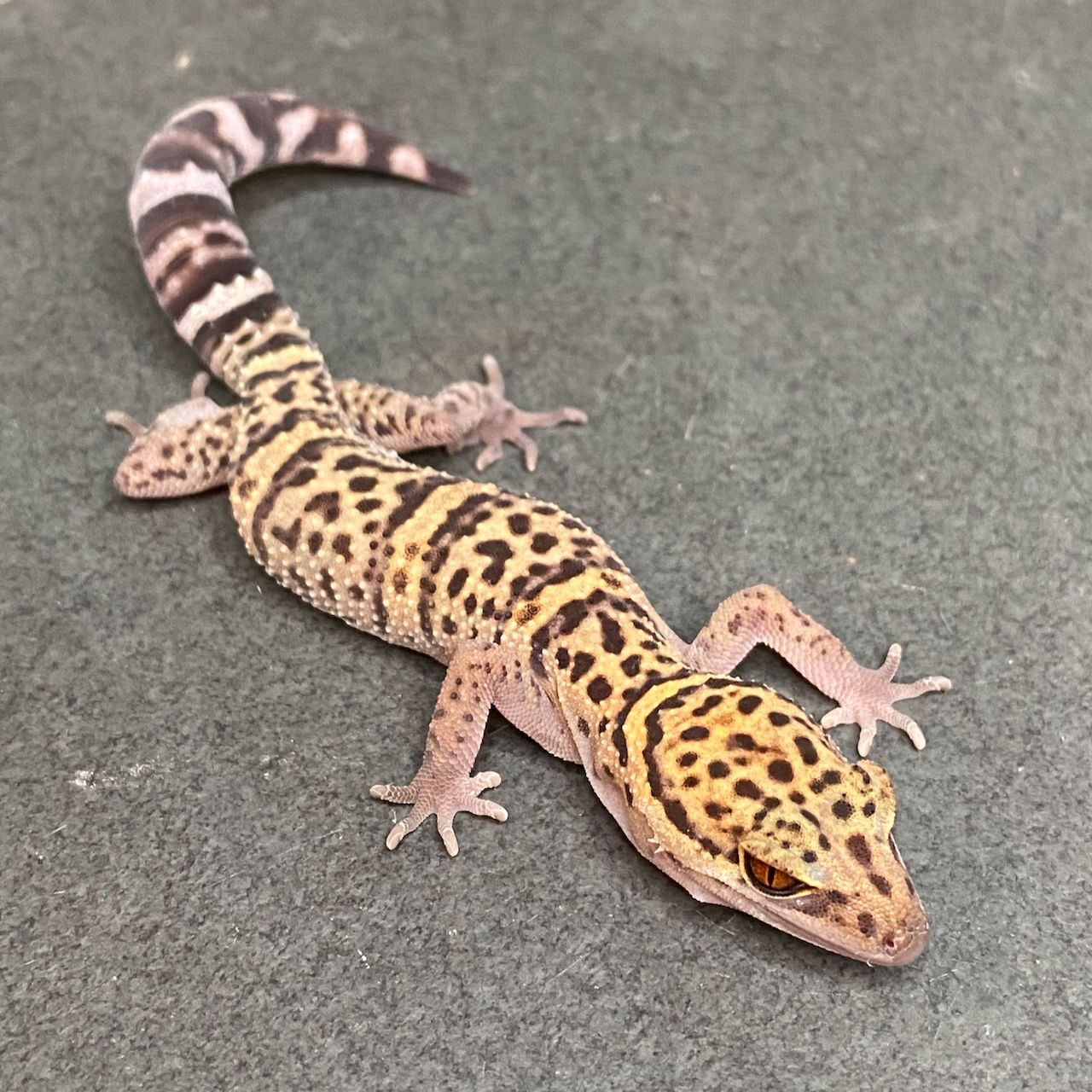 Bawangling Cave Gecko (Female ID: 23GZ1F) - Regrown tail