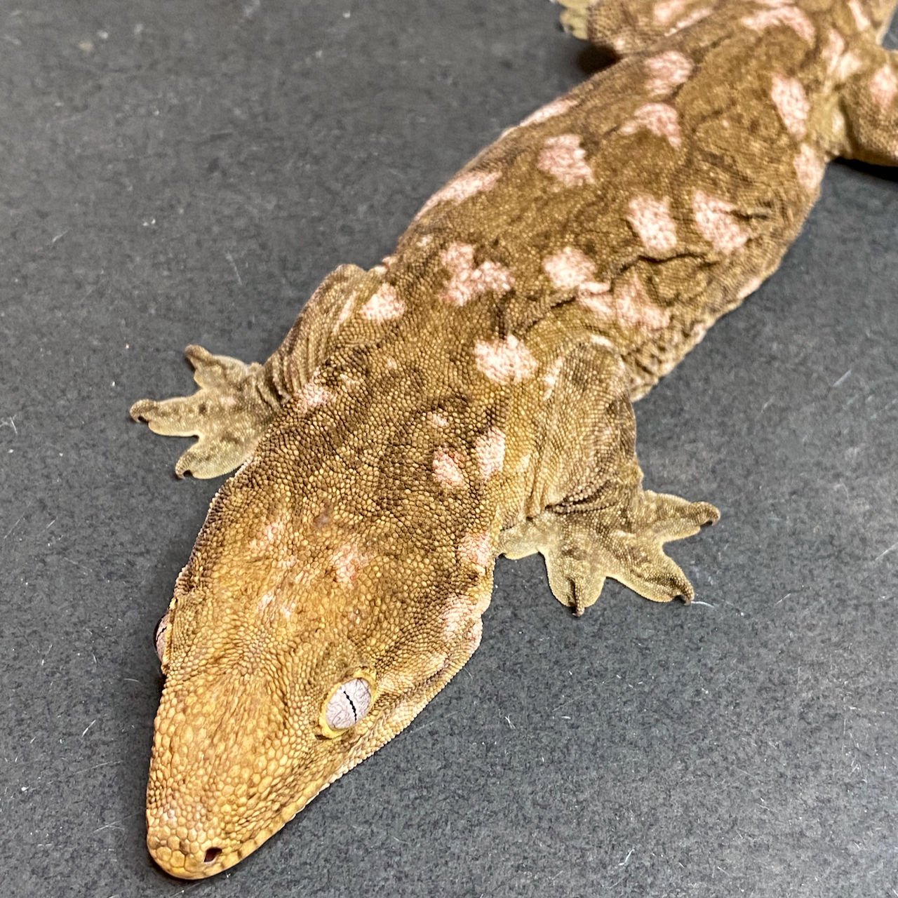 Nuu Ana Leachianus Gecko (ID: 23HU1F)