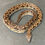 Thumbnail: Dumeril's Boa (Male ID: 24IN8M)