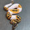 Thumbnail: Pied Ball Python (Male ID: 25BZ8M)