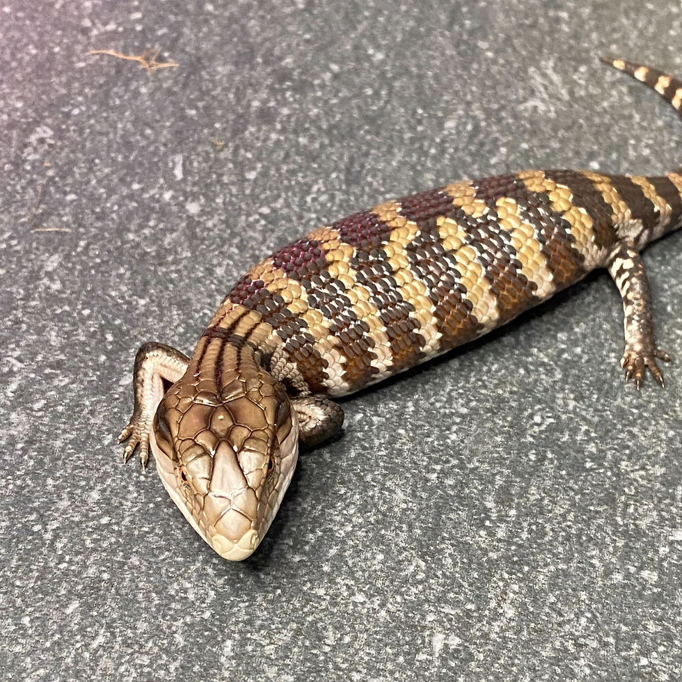 Thumbnail: Irian Jayan Blue Tongue Skink (ID:26BL5)