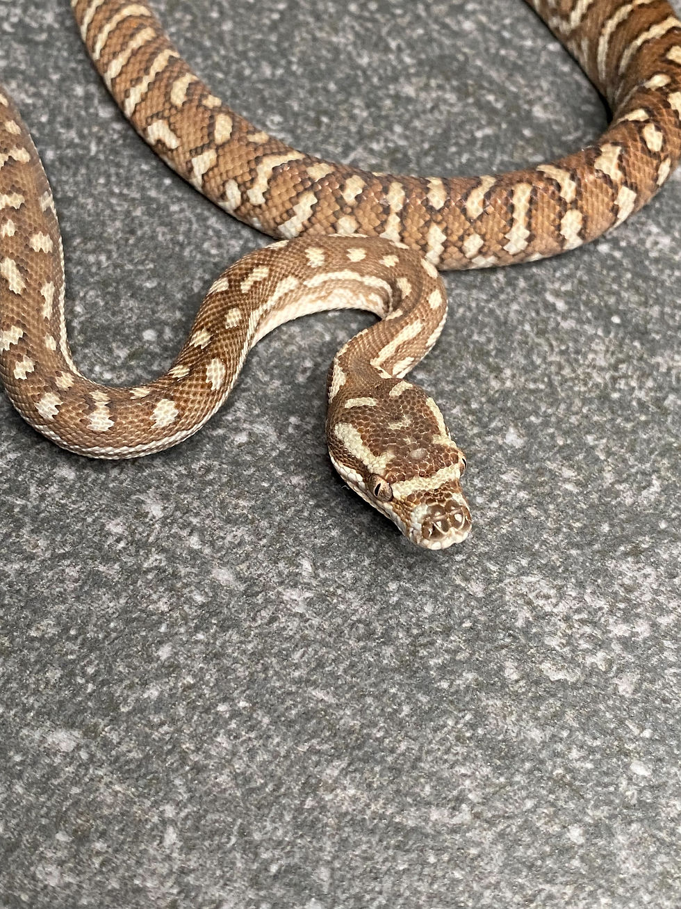 Thumbnail: Bredl's Python (Male - ID: 25EO4M)