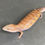 Thumbnail: Northern Blue Tongue Skink (ID: 25AM1)