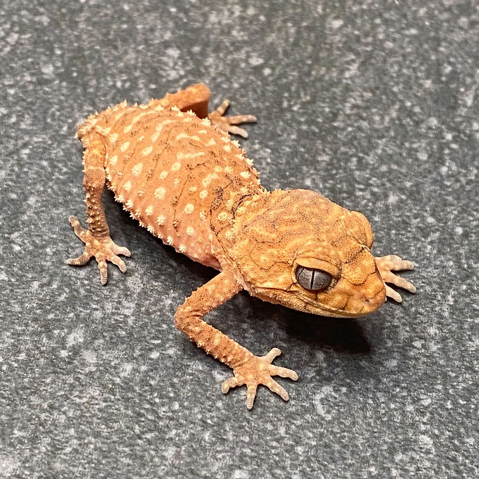 Thumbnail: Rough Knob-Tailed Gecko (Nephrurus amyae - Male ID: 25CF1M)