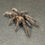Thumbnail: Phlogius sp. "Black"