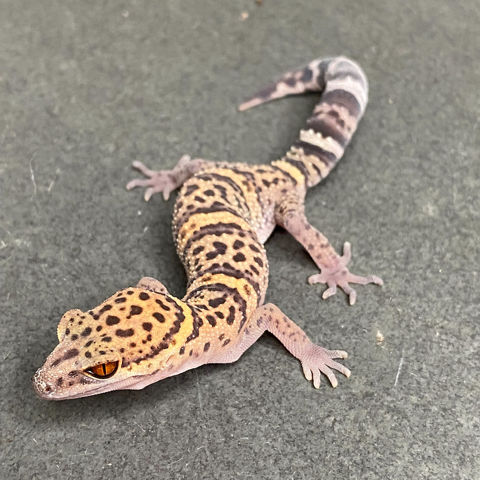 Bawangling Cave Gecko (ID: 23GZ1F) - Regrown tail