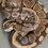 Thumbnail: Het. Pied Ball Python (Adult Female ID: 12H2F)