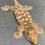 Thumbnail: Moro Leachianus Gecko (Female ID: 23HN1F)