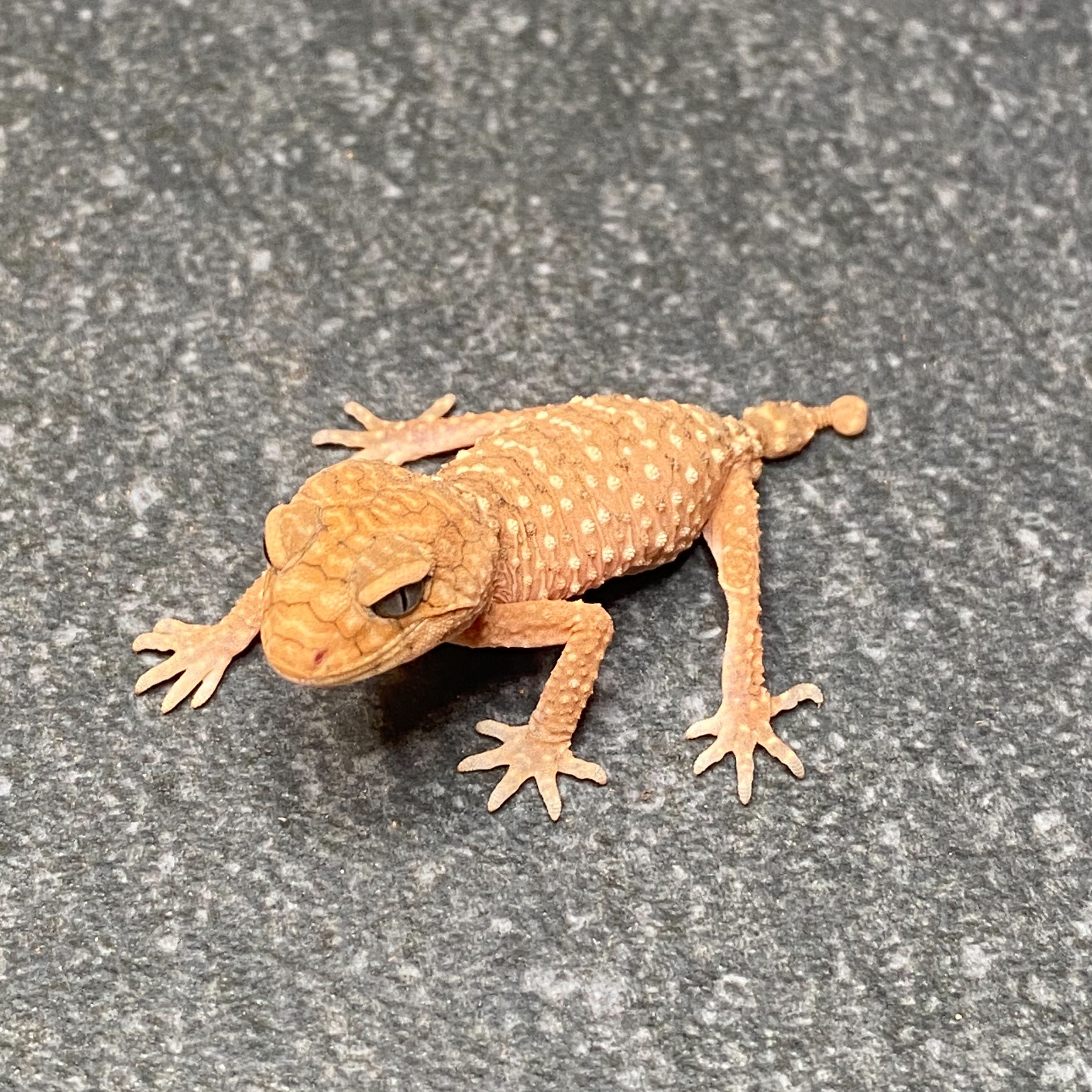 Rough Knob-Tailed Gecko (Nephrurus amyae) (ID: 26Y2)