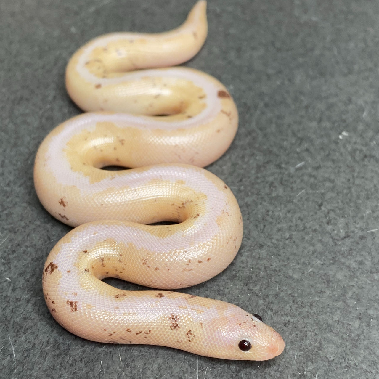 Stripe Paradox Snow Kenyan Sand Boa (Female - ID: 24IF7F)