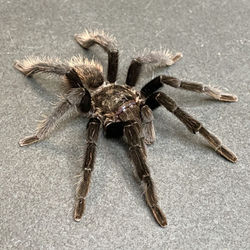 Tliltocatl verdezi (Ultimate Male)