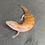 Thumbnail: Northern Blue Tongue Skink (ID: 25AF2)