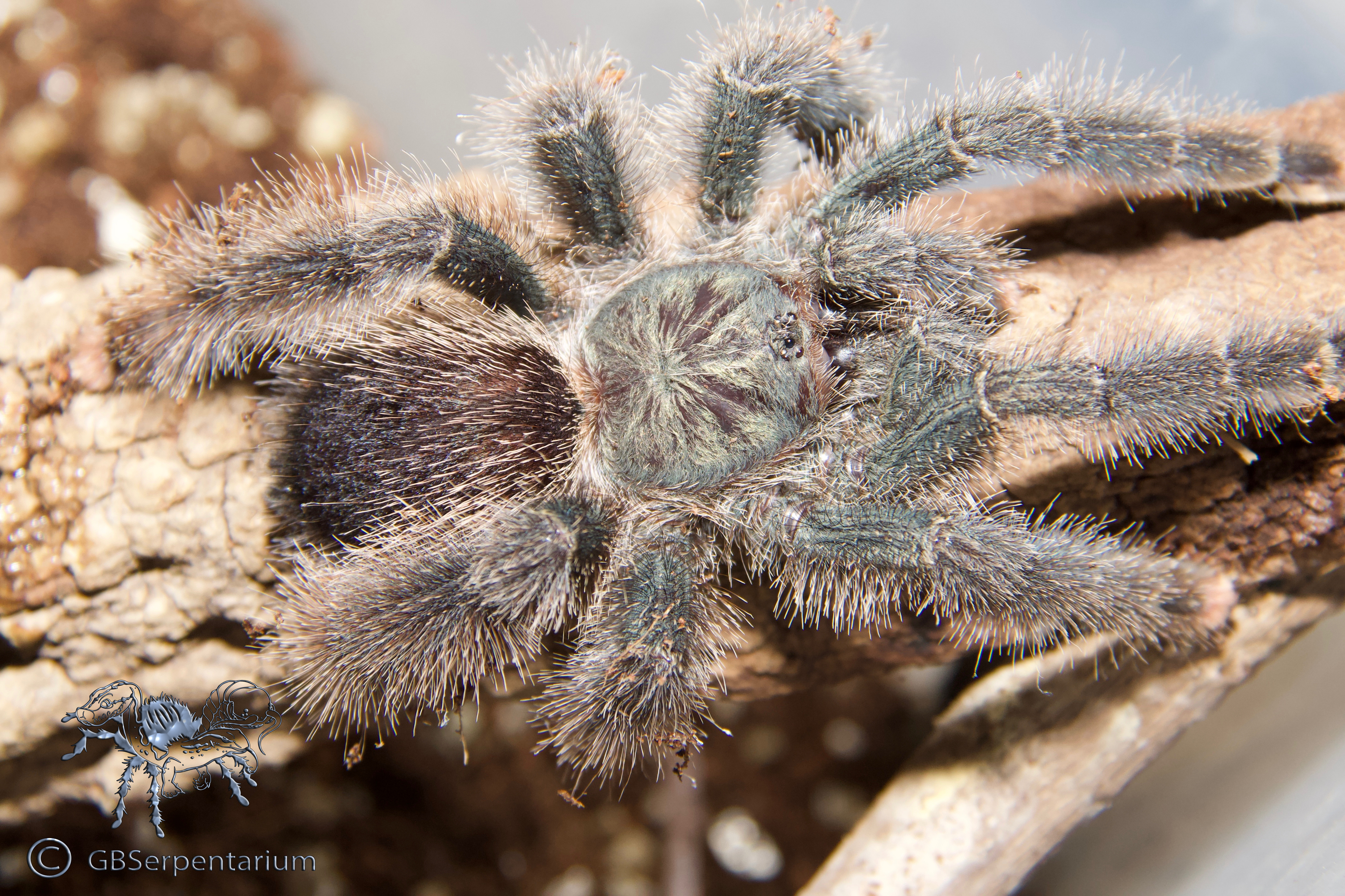 Tarantulas in our collection.