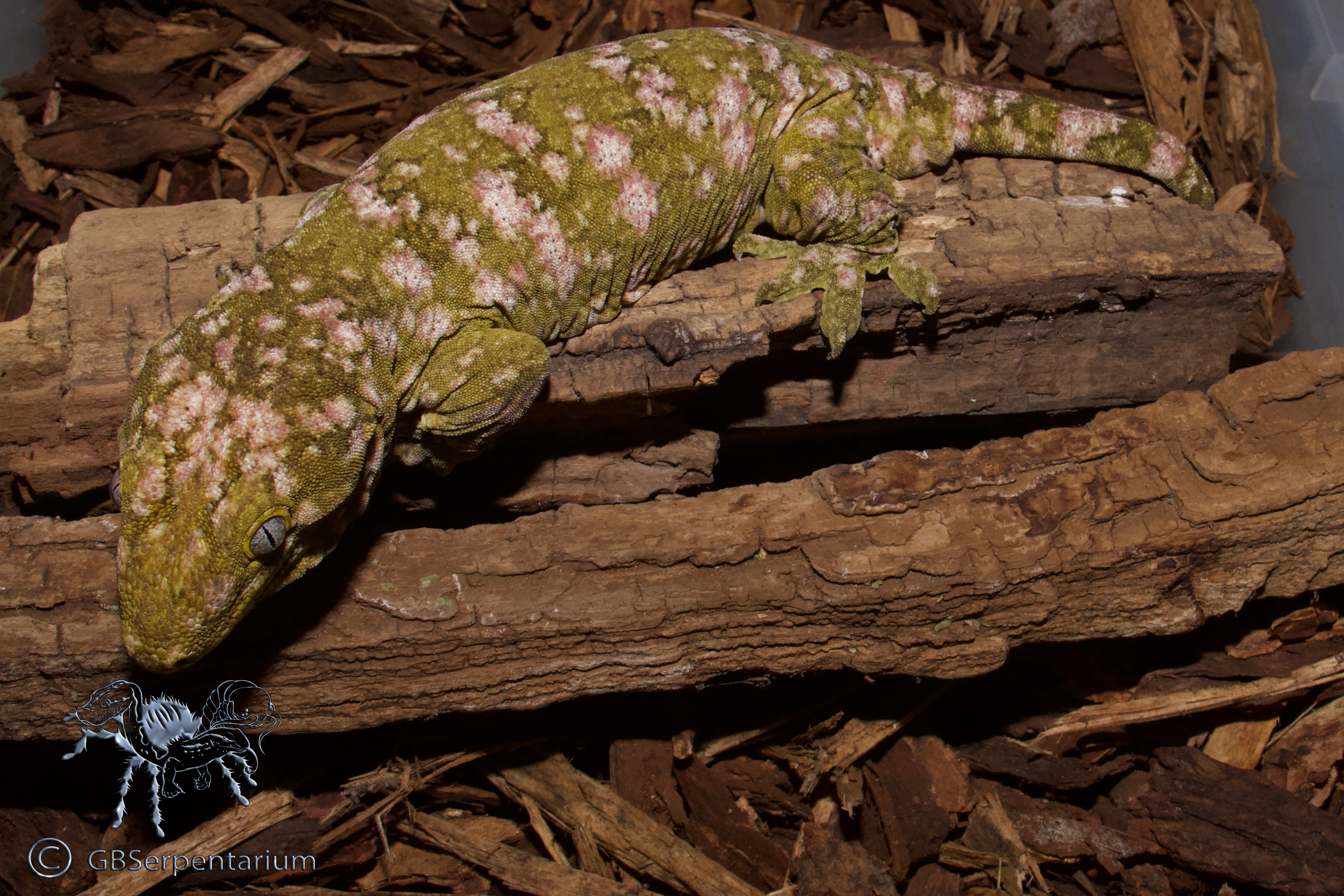 Geckos