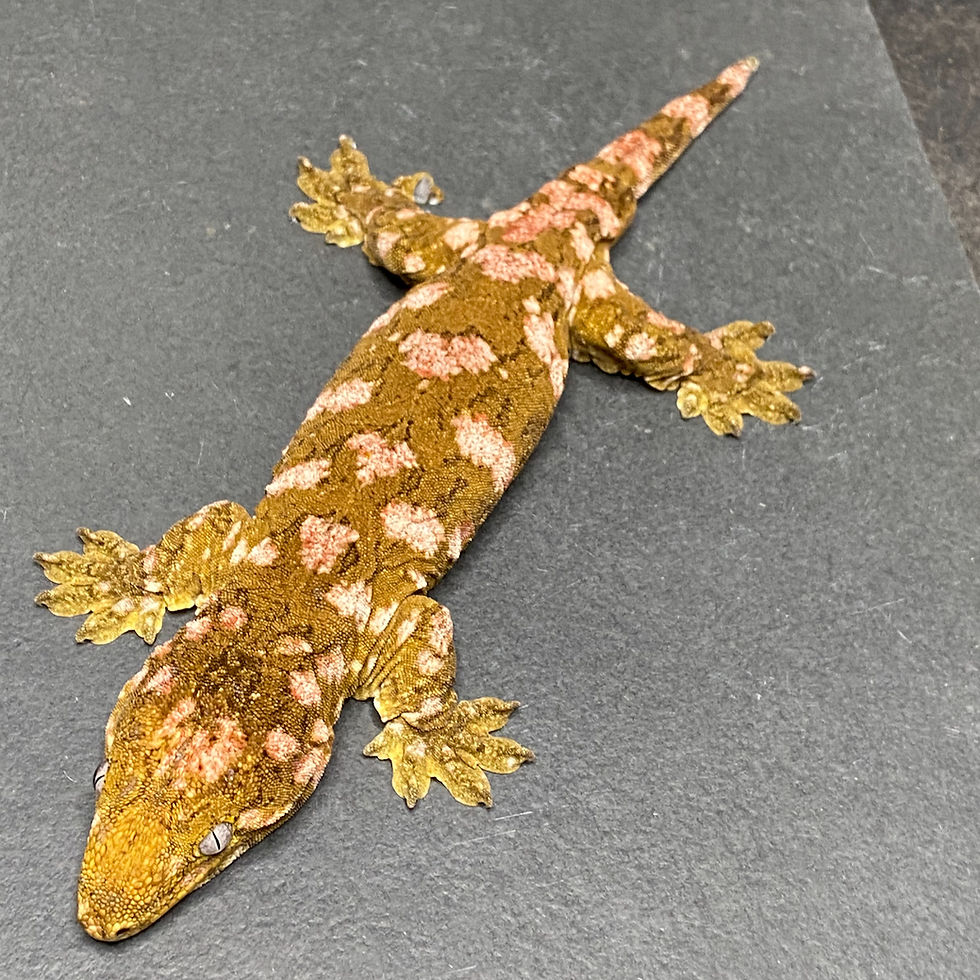 Thumbnail: Nuu Ana Leachianus Gecko (Female ID: 21BL2F)
