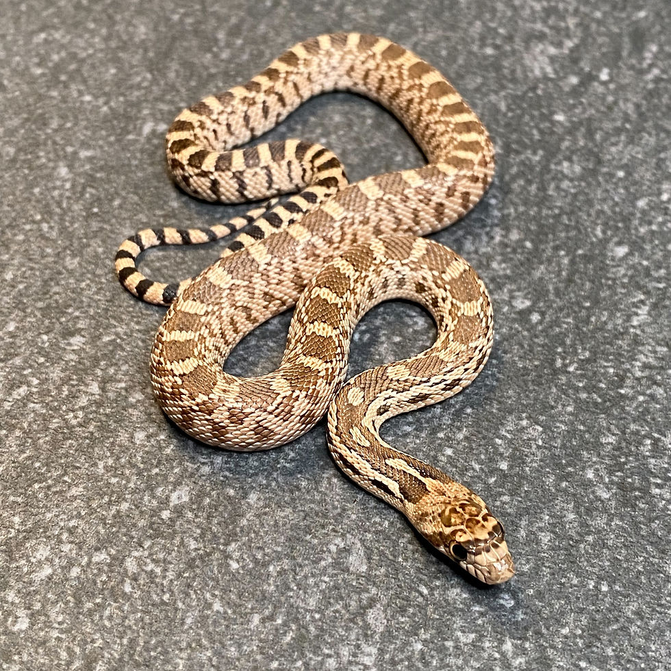 Thumbnail: Captive Bred Great Basin Gopher Snake (P. c. deserticola - Female ID: 26BF1F)