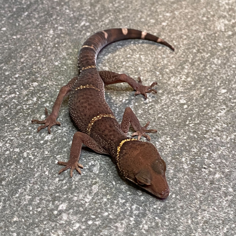 Thumbnail: Lichtenfelder's Cave Gecko (Male ID: 24IP1M)*