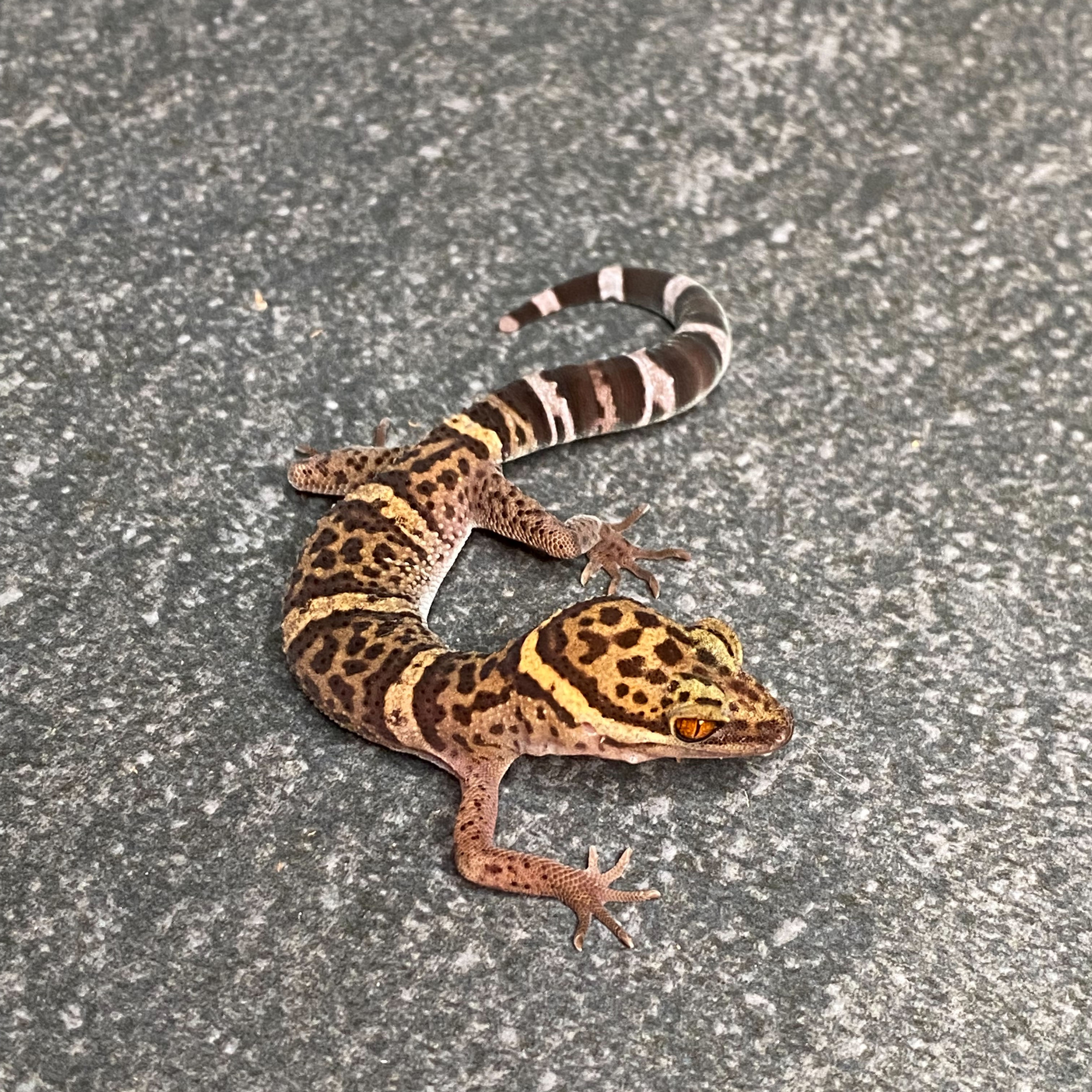 Bawangling Cave Gecko (ID: 24JA1)