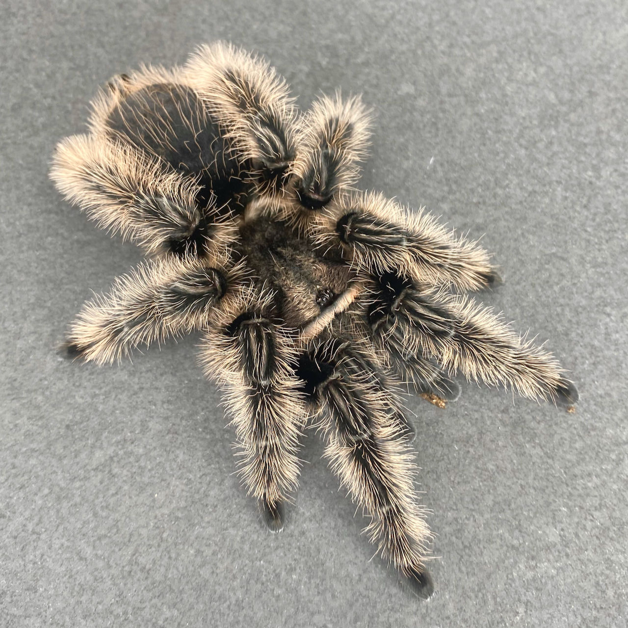 Tliltocatl albopilosus "Honduras" or "Hobby form"