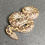 Thumbnail: Rough-scaled Sand Boa (Female - ID: 25BA7F)
