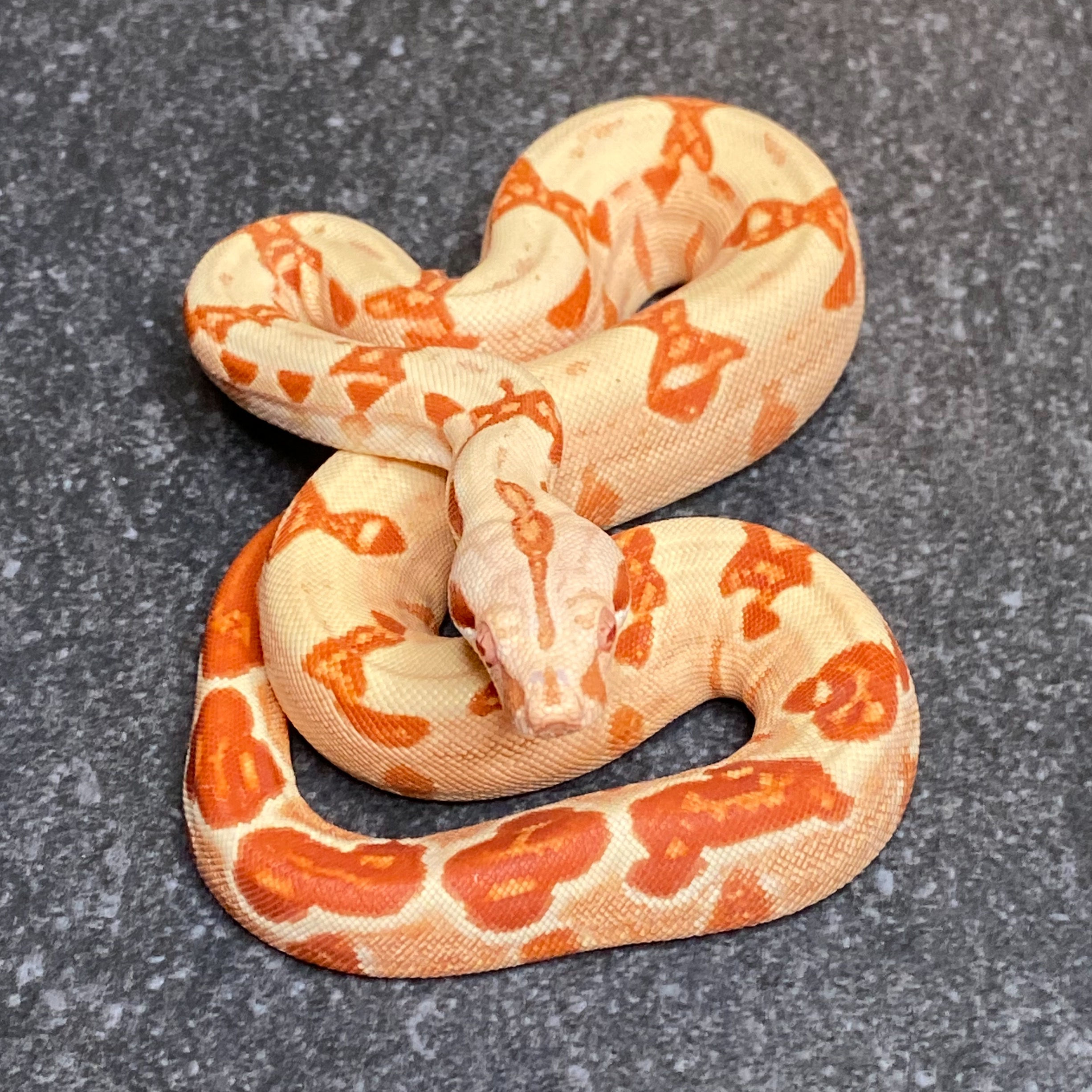 Albino Hypo Jungle Boa (Female - ID: 26AD3F)
