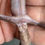 Thumbnail: Chinese Cave Gecko (Male ID: 24HR1M)