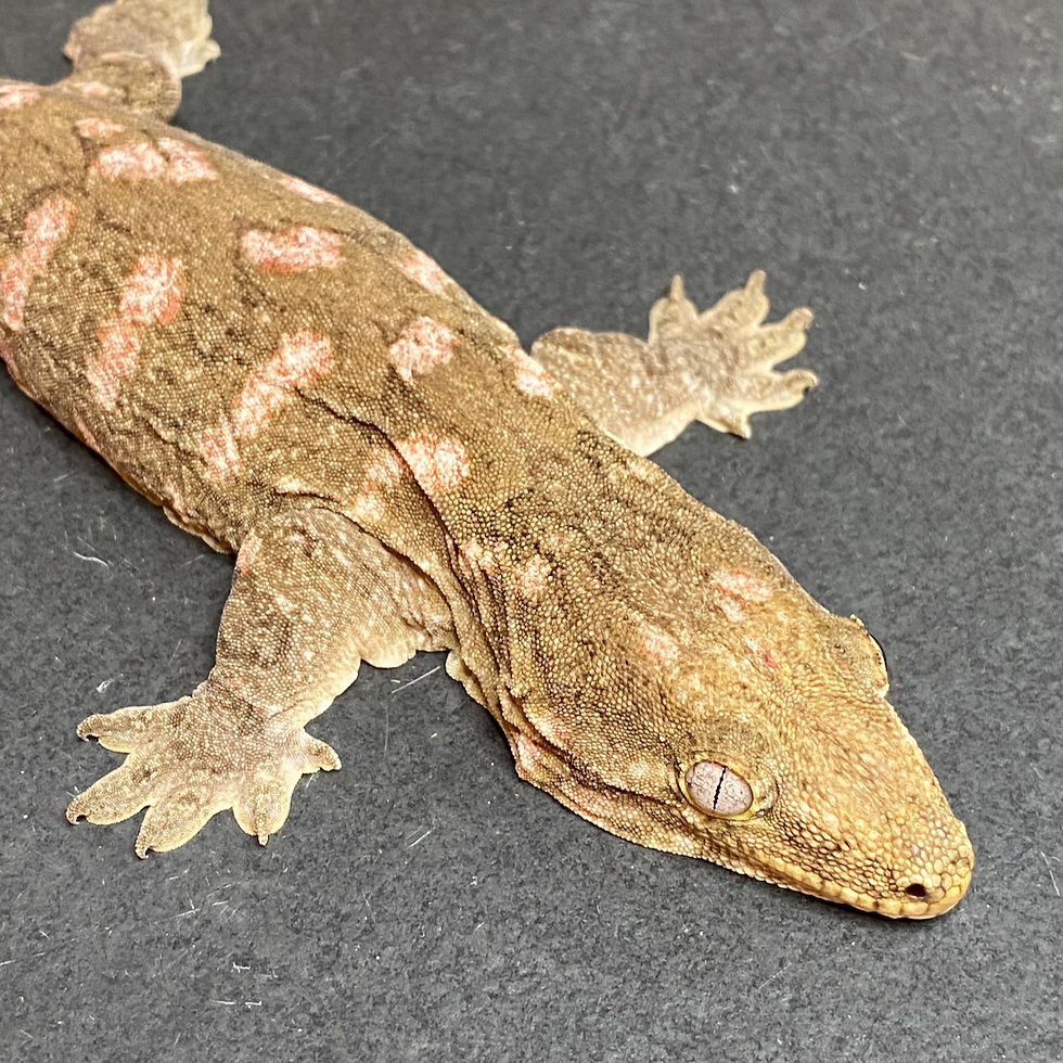 Thumbnail: Nuu Ana Leachianus Gecko (Female ID: 24FH1F)
